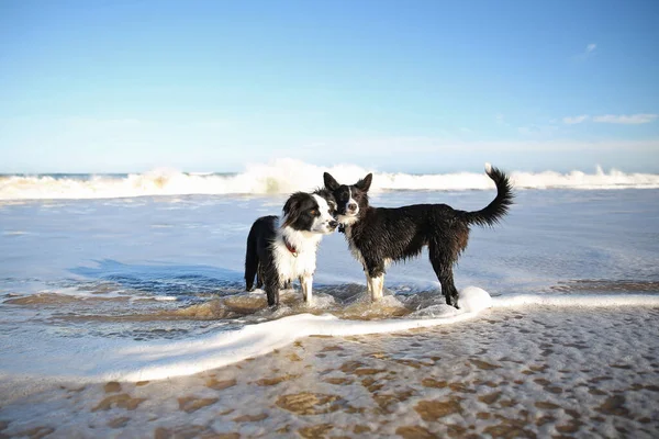 Mavi gökyüzü ve beyaz köpüklerle kumsalda oynayan çoban köpekleri..