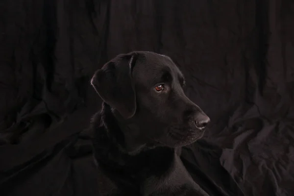 Siyah arka planda Kara Labrador Retriever köpeği