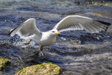 Sicilya 'nın Lampedusa adası. Uçan martı açık kanatlarıyla denizde süzülüyor.