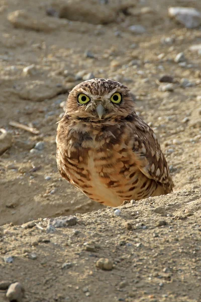 Bird burrowing bufniță la câmp deschis în timpul crepusculului — Fotografie, imagine de stoc