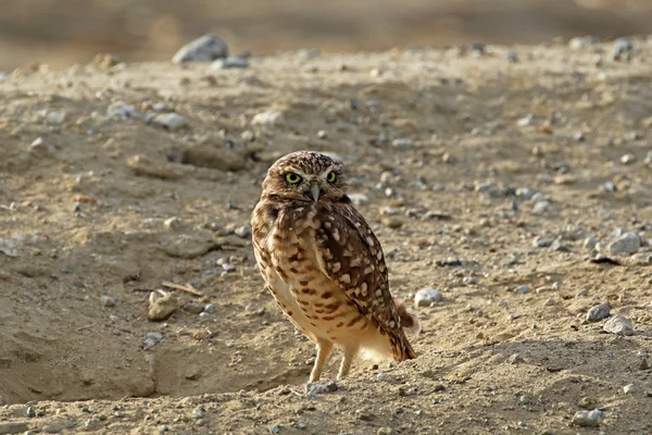 Vogel vergräbt Eule in der Dämmerung auf offenem Feld — Stockfoto