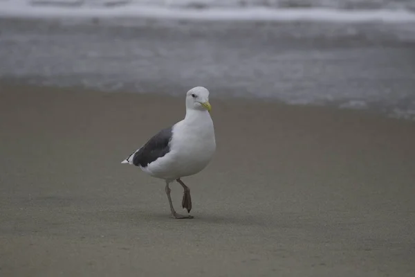 Bird sea gull at beach — Stock Photo, Image