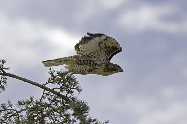 Hawk bird of prey at Los Angeles River reserve — Stock Photo, Image