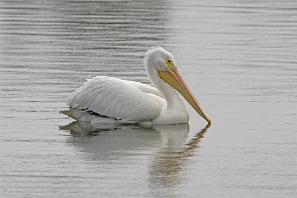 Vogel weißer Pelikan schwimmt im Fluss los angeles — Stockfoto