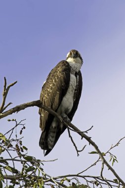 Los Angeles Nehri ağaç levrek, Yırtıcı Kuş sorguç