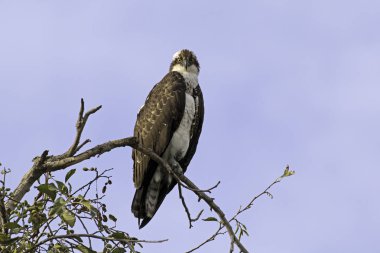 Los Angeles Nehri ağaç levrek, Yırtıcı Kuş sorguç