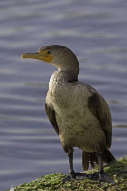 Los Angeles alan Gölü downtown yakınındaki boyunca kuş karabatak