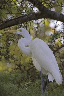 Park ağaç levrek içinde kuş büyük ak balıkçıl