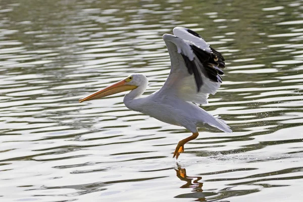 Lançamento pelicano branco pássaro na reserva de vida selvagem de Los Angeles — Fotografia de Stock