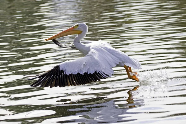 Lançamento pelicano branco pássaro na reserva de vida selvagem de Los Angeles — Fotografia de Stock