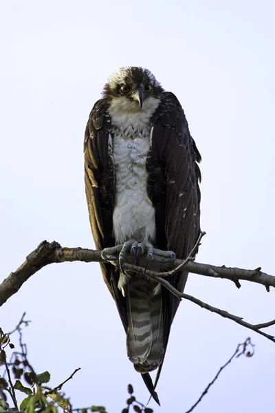 Vogel Fischadler am los angeles Fluss Baum Barsch — Stockfoto