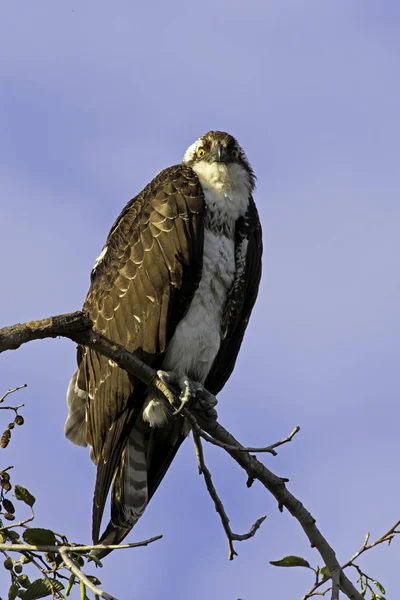 Bird Osprey no poleiro da árvore do rio Los Angeles — Fotografia de Stock