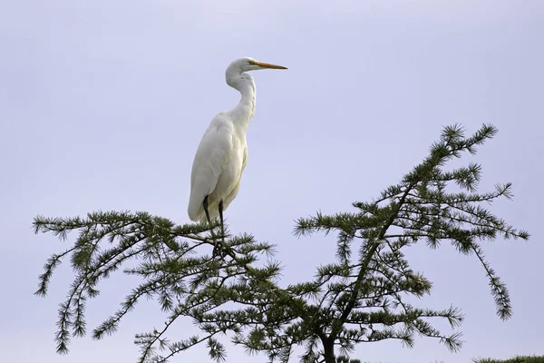 Велика біла чапля птах в парку дерево окунь — стокове фото