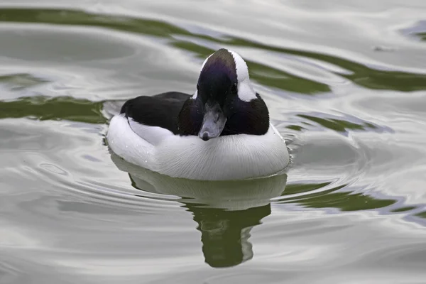 Vogelbüffelente am los angeles area park lake — Stockfoto