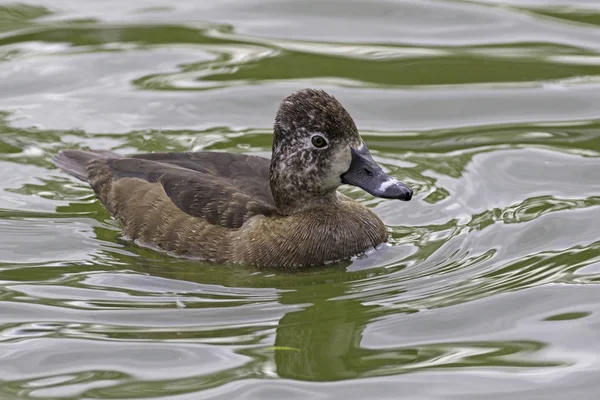 Pato de cuello anillado pájaro en el área de Los Ángeles parque lago — Foto de Stock