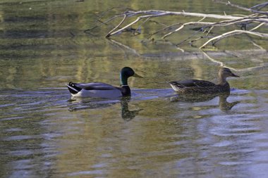 Los Angeles alan park gölde yüzmeye ördek