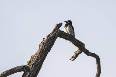 Kuş meşe palamudu ağaçkakan, ağaç uzuv levrek 