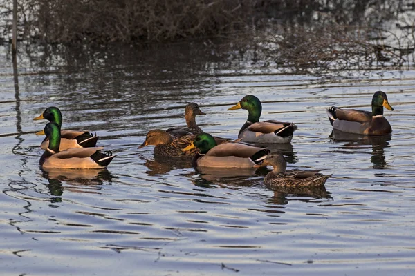 Bird mallard ducks at California park lake during winter dusk — Stock Photo, Image