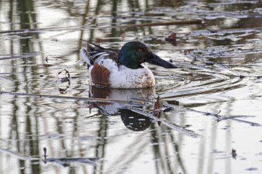 Los Angeles alan park gölde kış kuş shoveler ördek
