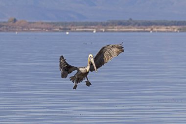 Bird brown pelican landing at Saltin Sea in California desert clipart