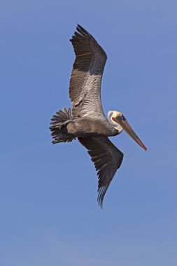 California Çölü'nde Saltin denizde uçan kuş kahverengi Pelikan