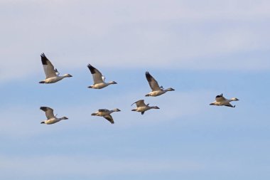 Birds snow geese flying at Salton Sea nature preserve at California desert clipart