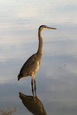 Kuş Heron Salton Denizi doğa, California çölün ortasında korumak