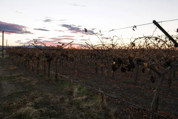 Vignoble de raisin de sécheresse du désert à la mer de Salton en Californie désert — Photo