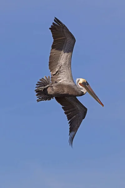 Pássaro pelicano marrom voando no Mar de Saltin no deserto da Califórnia — Fotografia de Stock