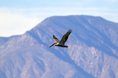 Dağ arka plan ile California çölde Salton Denizi üzerinde uçan kuş kahverengi Pelikan