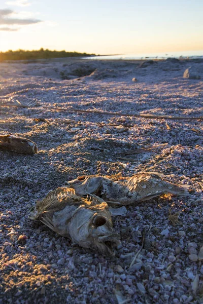 Pustynia Salton Sea shore z martwych ryb — Zdjęcie stockowe