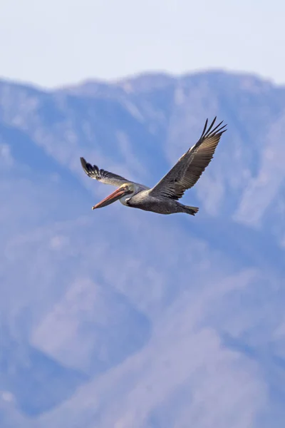 Vogel großer brauner Pelikan schwebt über dem Salzwasser in der kalifornischen Wüste — Stockfoto