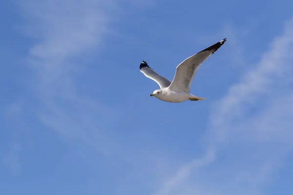 Bird sea gull flying over the Salton Sea at the California desert