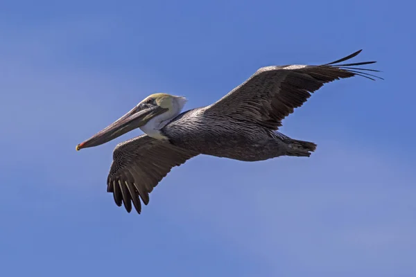 Vogel großer brauner Pelikan schwebt über kalifornischer Wüstenoase — Stockfoto