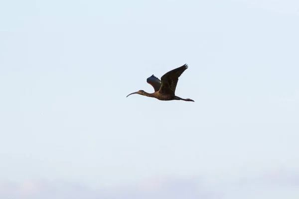 Vogelfliegende Ibisse am Saltonmeer in der kalifornischen Wüste — Stockfoto