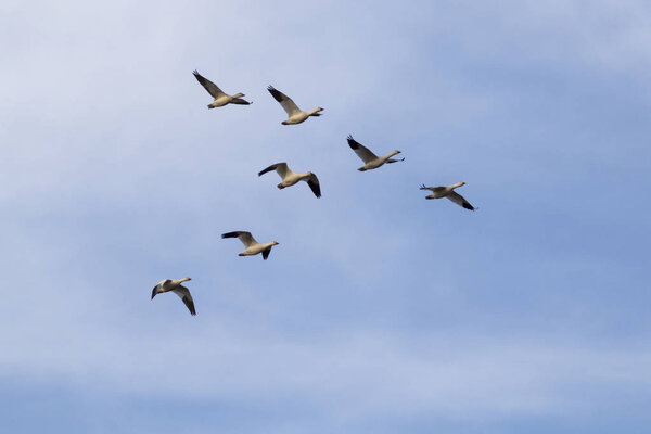 Птицы снежные гуси летают в Солтонском море в пустыне Калифорнии
