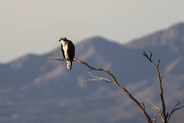 Caccia al falco pescatore dal posatoio che si affaccia sul mare di Salton nel deserto della California Foto Stock