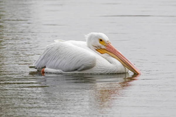 Vogel großer weißer Pelikan schwimmt am Fluss los angeles — Stockfoto