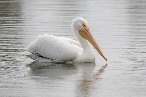 Pássaro branco pelicano flutua no rio Los Angeles — Fotografia de Stock