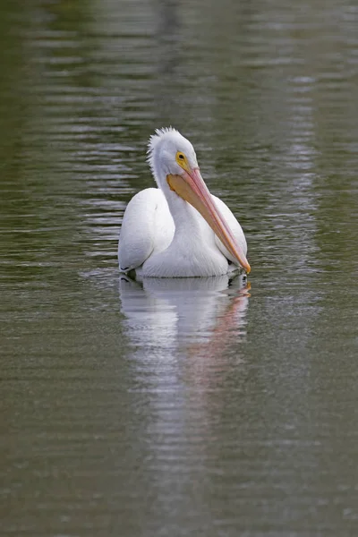 Pássaro pelicano branco flutuando no rio Los Angeles — Fotografia de Stock