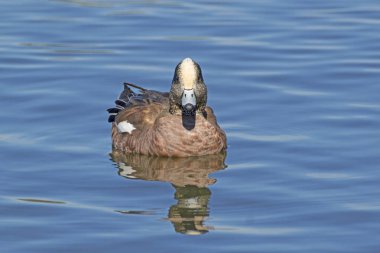 Los Angeles nehirde Yüzme kuş ördek 