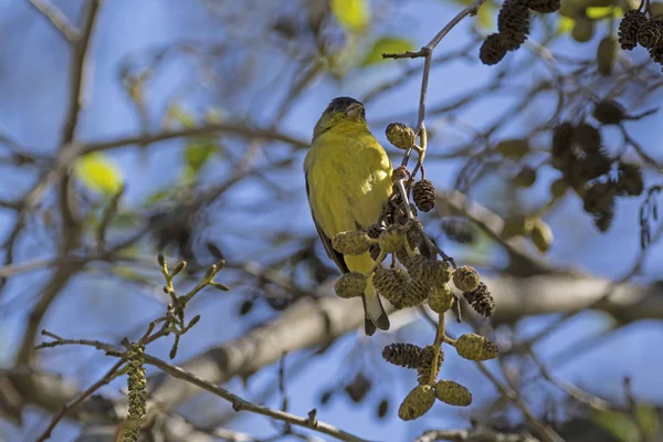 Pájaro en una percha de árbol en un parque del río Los Ángeles — Foto de Stock