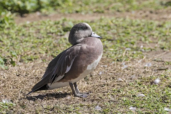 Pato pájaro de pie a lo largo de la orilla del río Los Ángeles — Foto de Stock