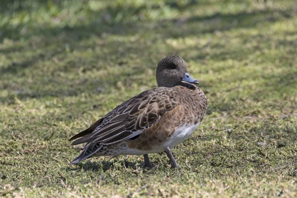 Bird duck standing along the Los Angeles River shore — Stock Photo, Image