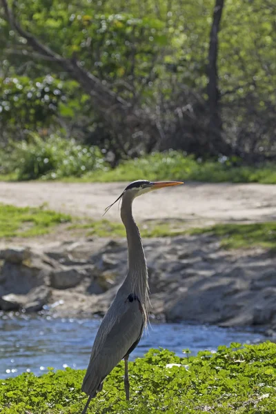 Garça de pássaro no rio Los Angeles — Fotografia de Stock