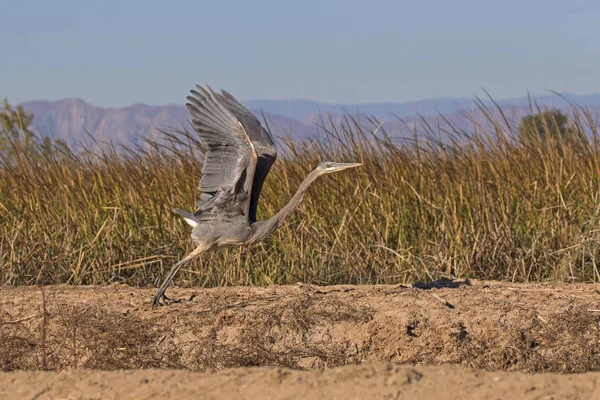 Uccello grande airone grigio che si lancia dalle rive del mare di Salton — Foto Stock