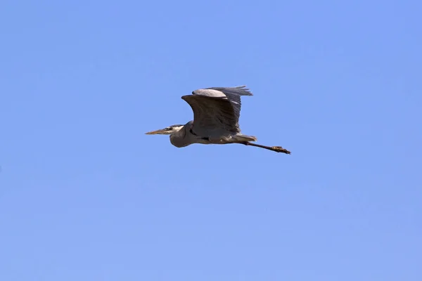 Vogel großer Graureiher startet vom Ufer des Saltonmeeres — Stockfoto