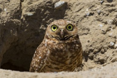 Baykuş Nest Güney Kaliforniya alanındaki