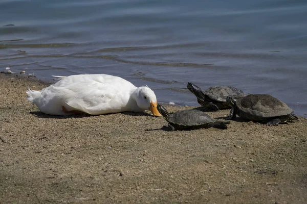 Turtles and goose at Southern California park pond — Stock Photo, Image