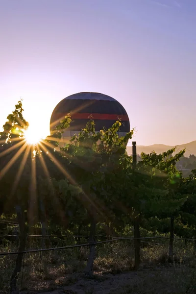 Viña de uva en California Wine Country — Foto de Stock